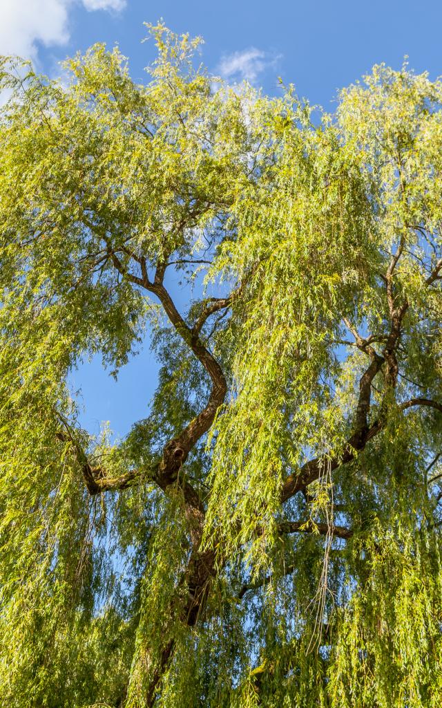 Tree in the Parc de la Verrerie, Le Creusot.