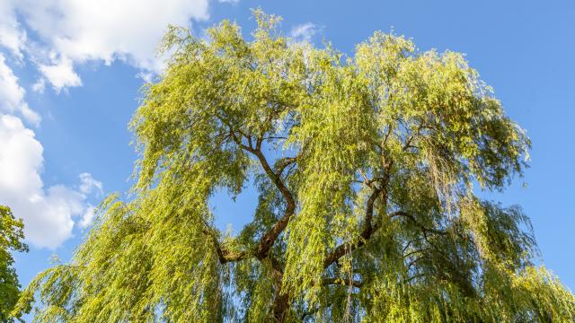 Tree in the Parc de la Verrerie, Le Creusot.