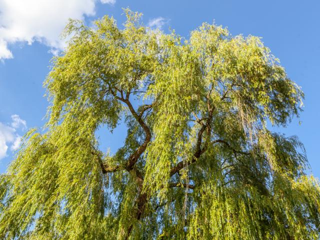 Tree in the Parc de la Verrerie, Le Creusot.